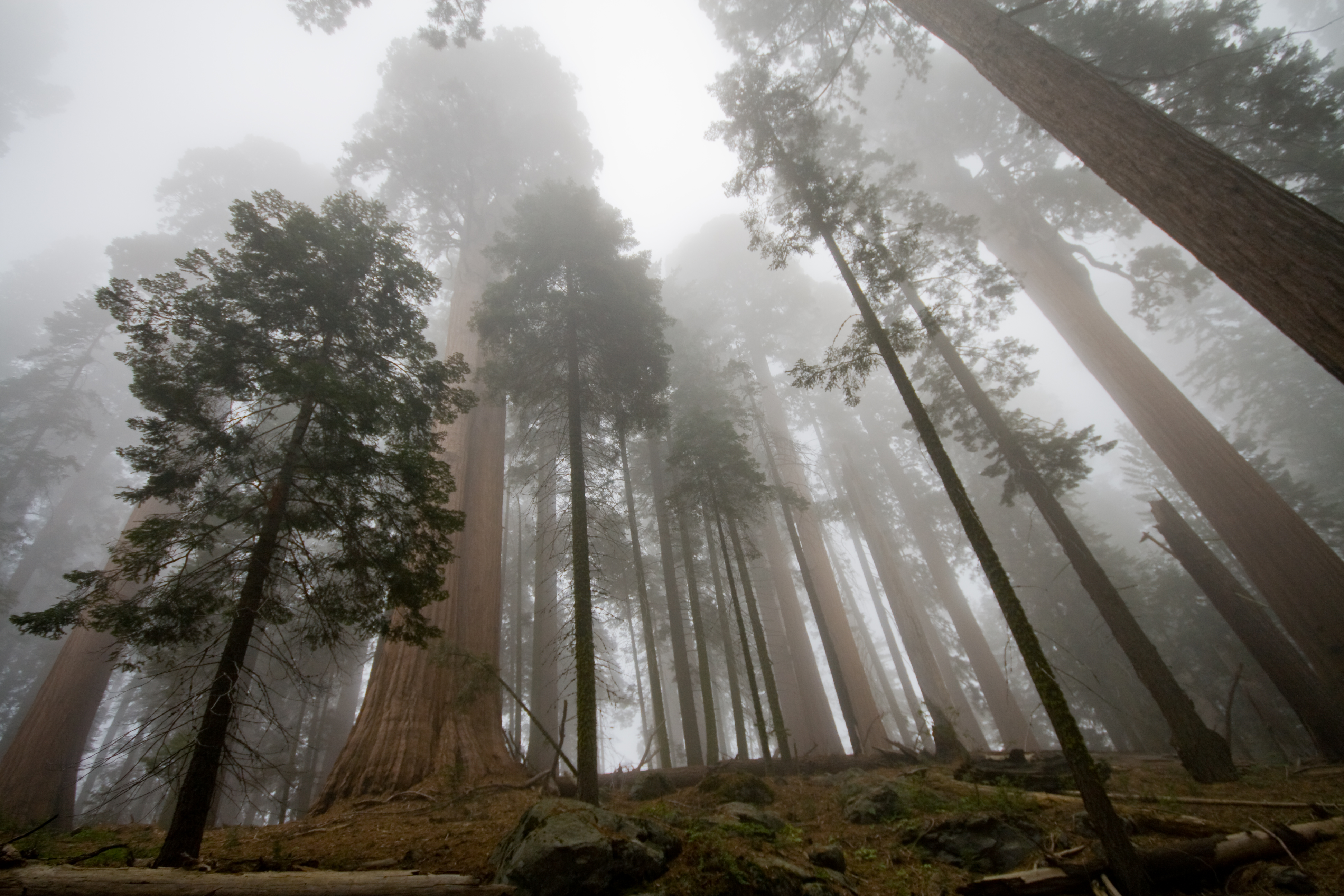 Высокое дерево в мире. Секвойя дерево. Гигантское дерево Секвойя. Сан Франциско лес секвой. Национальный парк Секвойя.